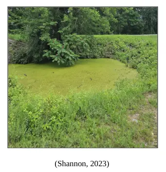 A duckweed-covered pond near the Empire State Trail used as a source for model soil
