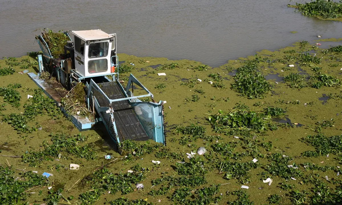 A harvesting boat mechanically removing dense water hyacinth from the Euphrates River