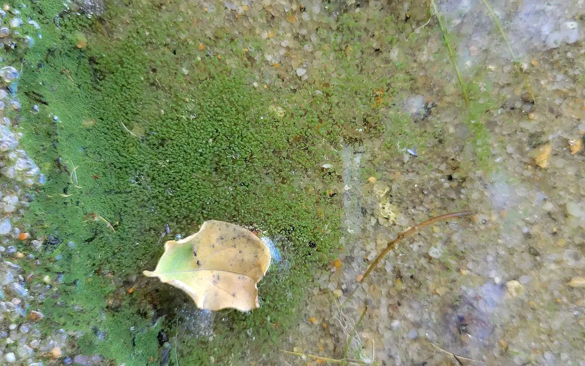 Green harmful algal bloom covering the surface of shallow water