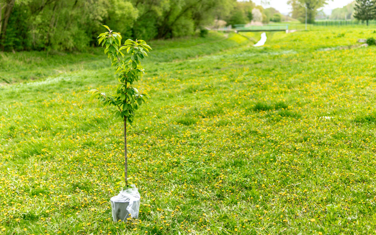 A newly planted tree standing in an open green field
