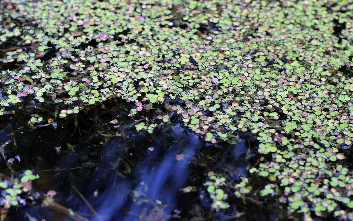 Duckweed covering the surface of a wetland stream