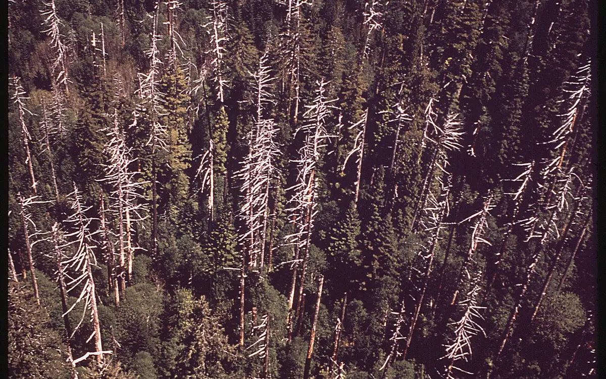 Aerial view of a dense pine forest