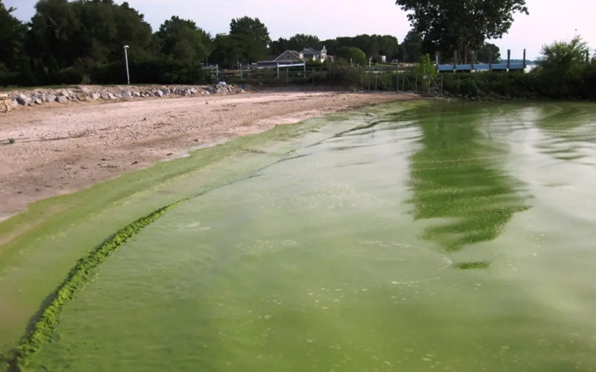 A green-blue algal bloom lining the shore of Lake Erie