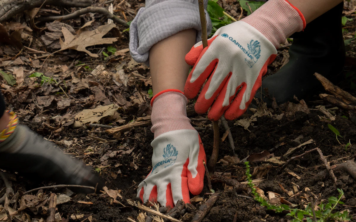 Gloved hands planting a young seedling in forest soil